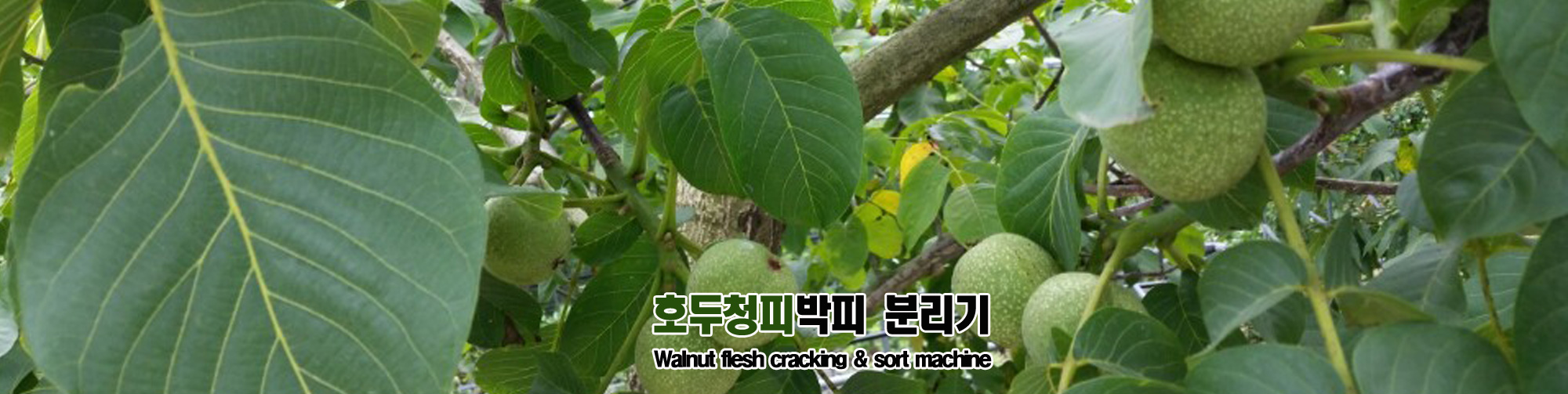 비주얼2
